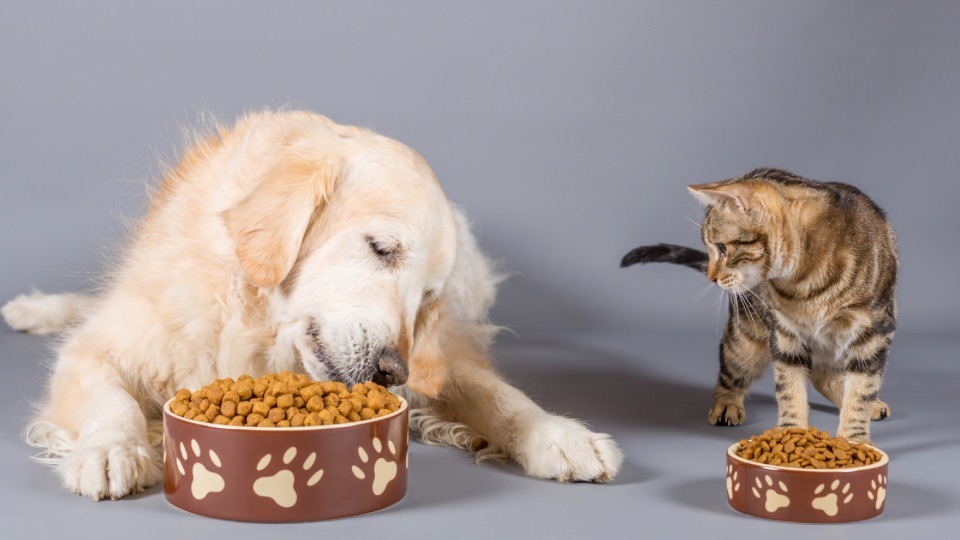 Treats and dry food: General Mills’ negative performance in pet portfolio continues