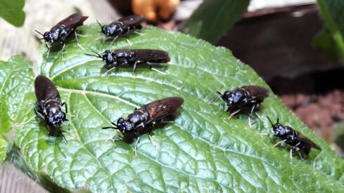 Brazilian insect supplier Cyns receives funding from investment firm