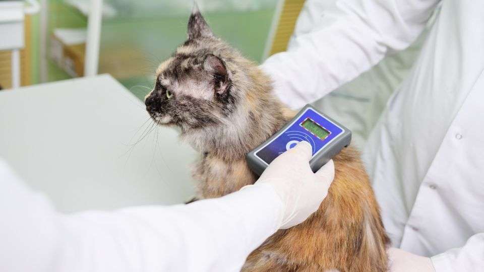 UK to simplify pet microchipping data system