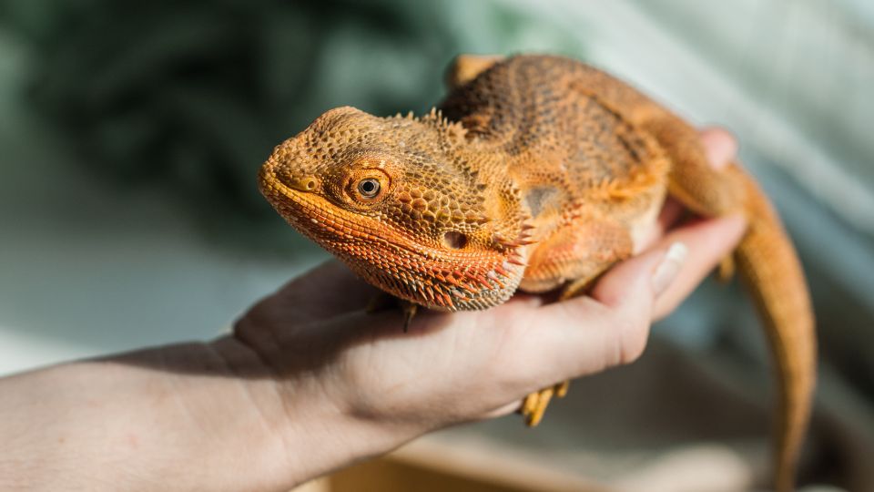 The business of exotic pets: an update