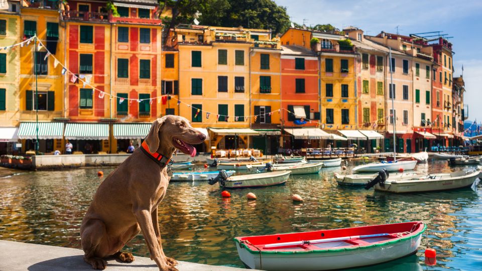 How’s the Italian pet industry doing?