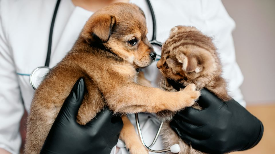 Pet health insurance market sets new record in North America