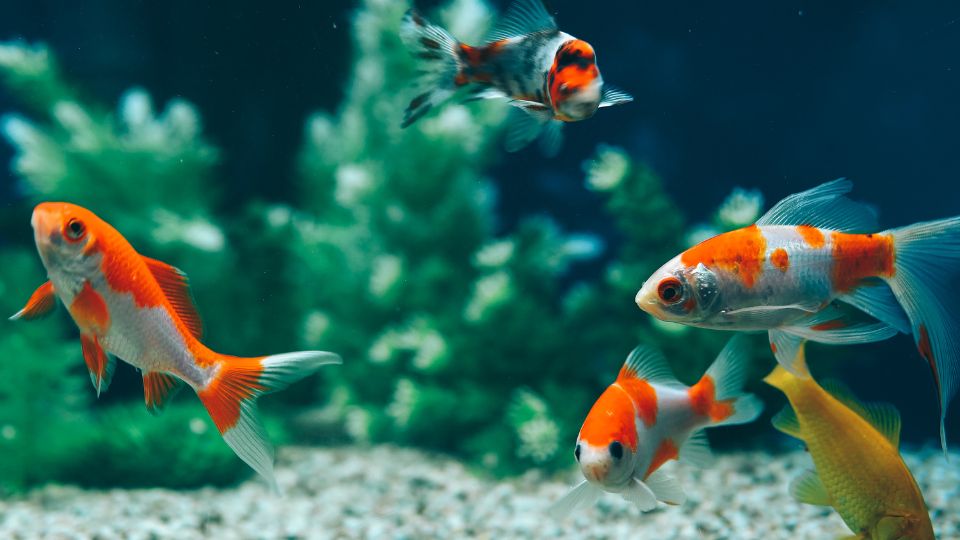 Diving into over-the-counter antibiotic use in fish
