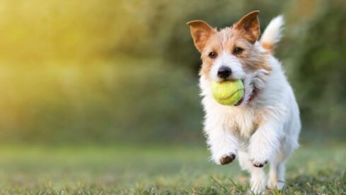 Improving joint health: the role of collagen in pet food