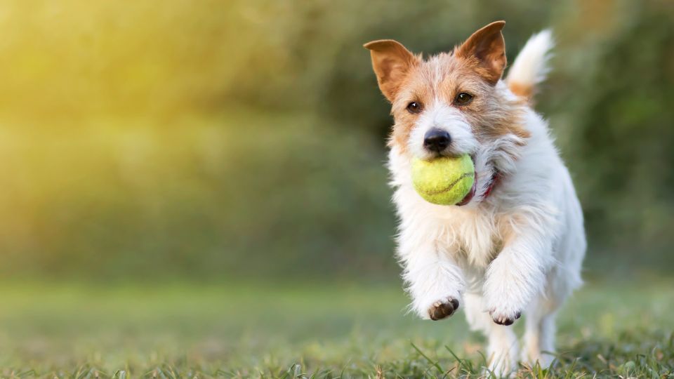 Improving joint health: the role of collagen in pet food