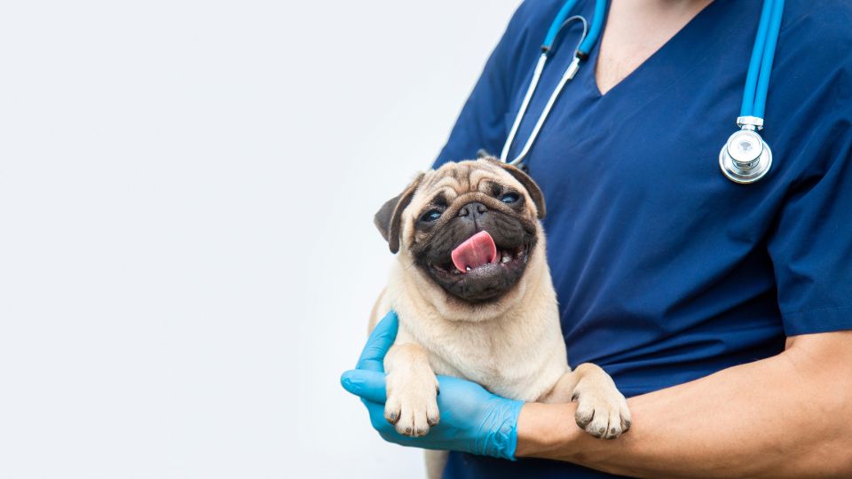 British MPs urge action against designer pet clinics