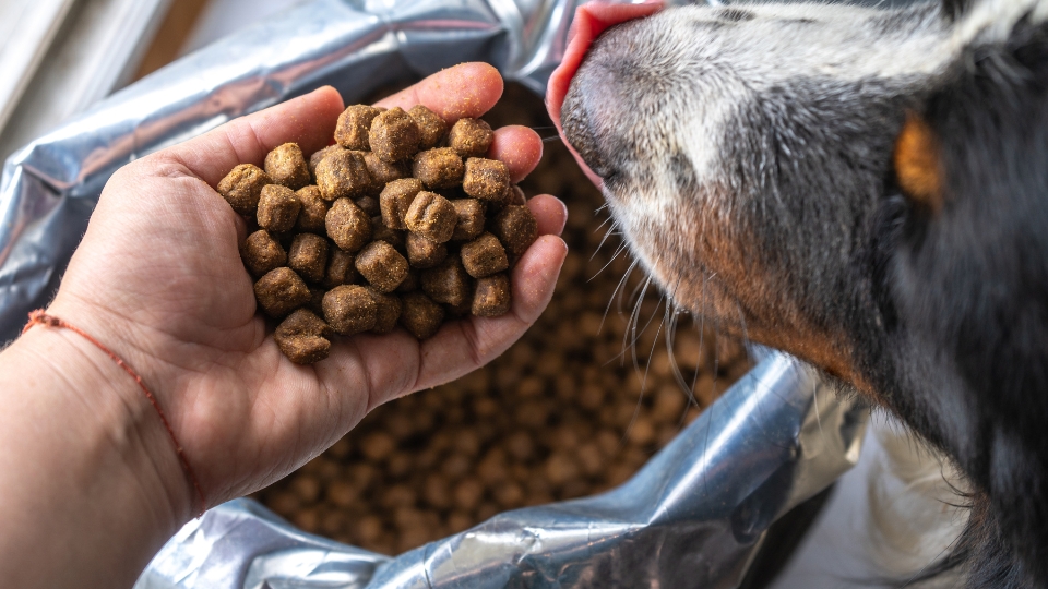 Bill to centralize regulation of pet food products in the US is stuck in Congress
