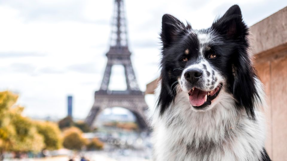The French pet industry increased turnover in 2023, with e-commerce booming