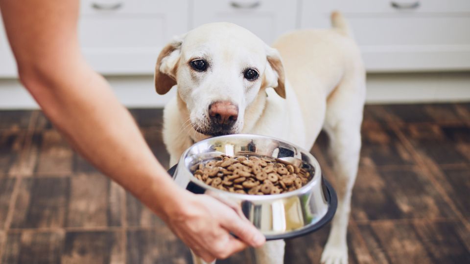 Majority of Brits are unaware of the ingredients in their pets’ food