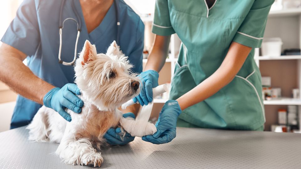 Nationwide to cancel 100,000 pet insurance policies