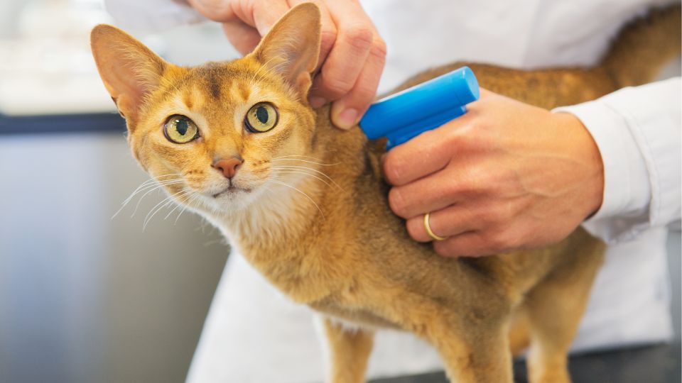 2 out of 10 British cat owners don’t want to microchip their pets