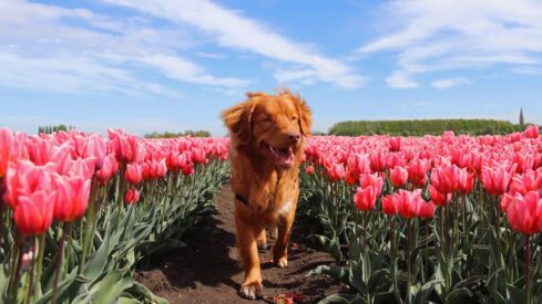 22.6 million: pet ownership in the Netherlands increased slightly last year