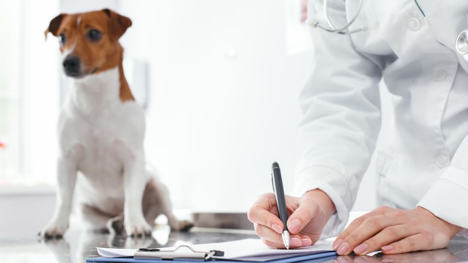 Legislation update: new pet insurance laws in the US