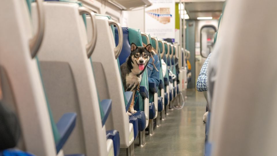 Traveling with pets on public transport: the current state of play