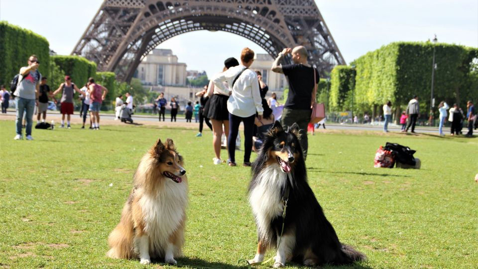 Half of French pet owners have had to give up veterinary visits