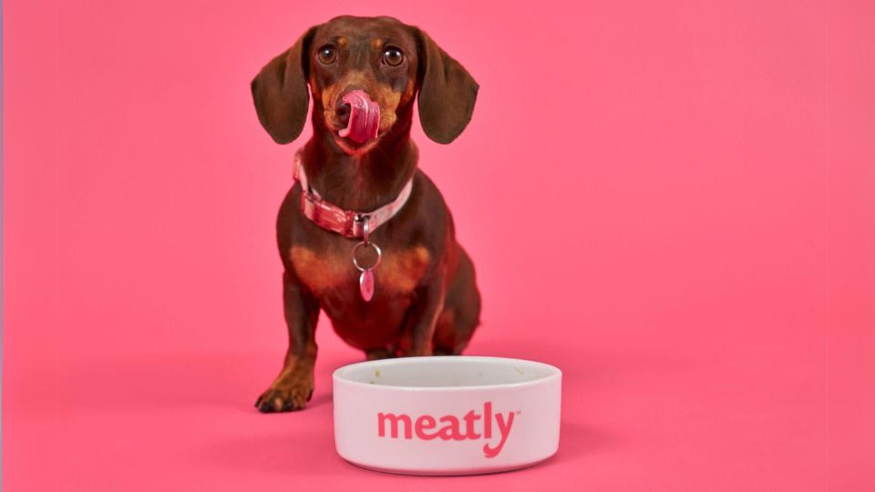 Given the green light: UK approves the use of cultivated meat in pet food