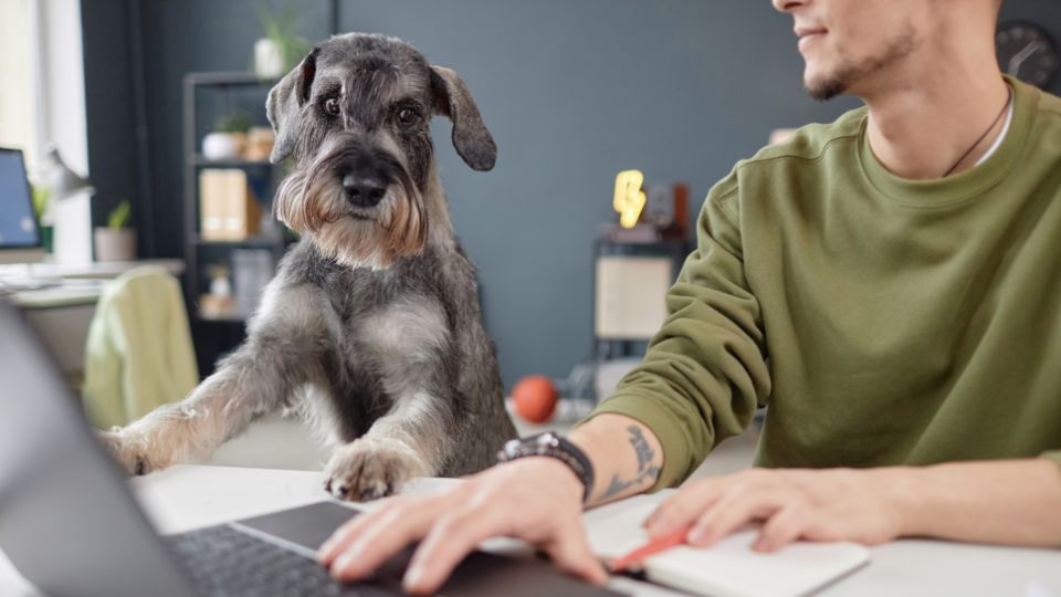 Do pet-friendly policies contribute to higher employee satisfaction?