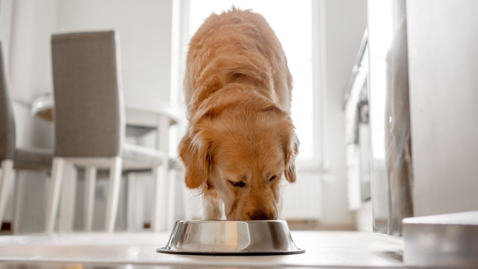 US: use of toppers in dog food has doubled since 2018