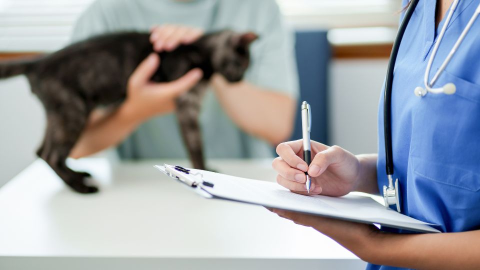 Round-up: New ventures in the pet insurance space