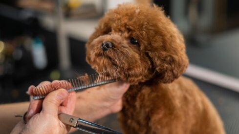 Lombardy bill seeks to regulate pet grooming amid criticism