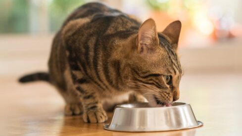 Feeding inspiration: new insect study for healthy cats