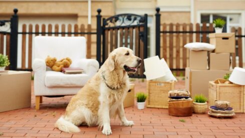 UK: Renters’ Rights Bill to enhance pet protection from next summer