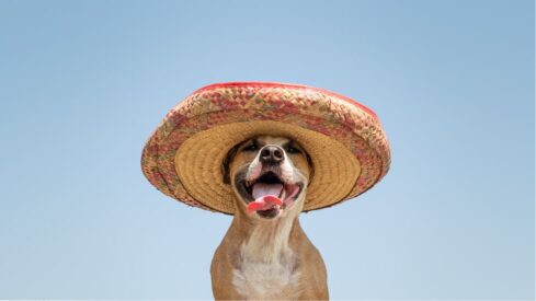 Understanding the behavior and opinions of Mexican pet parents