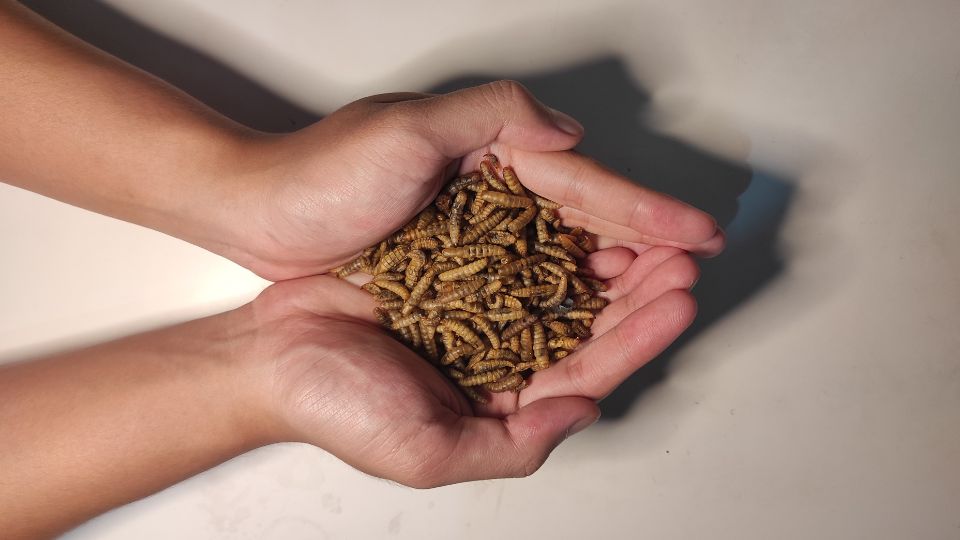 Boost for insect protein: more Australian import permits underway