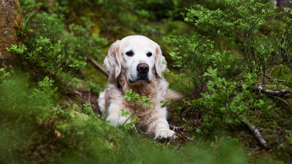 Delving into what pet parents think about sustainability claims