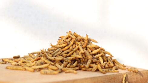 Indian insect player secures permit to export to Europe