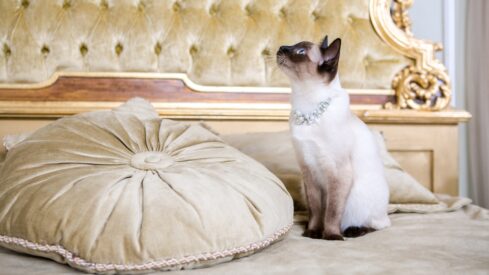 Celebrity pet products: luxe care for furry friends