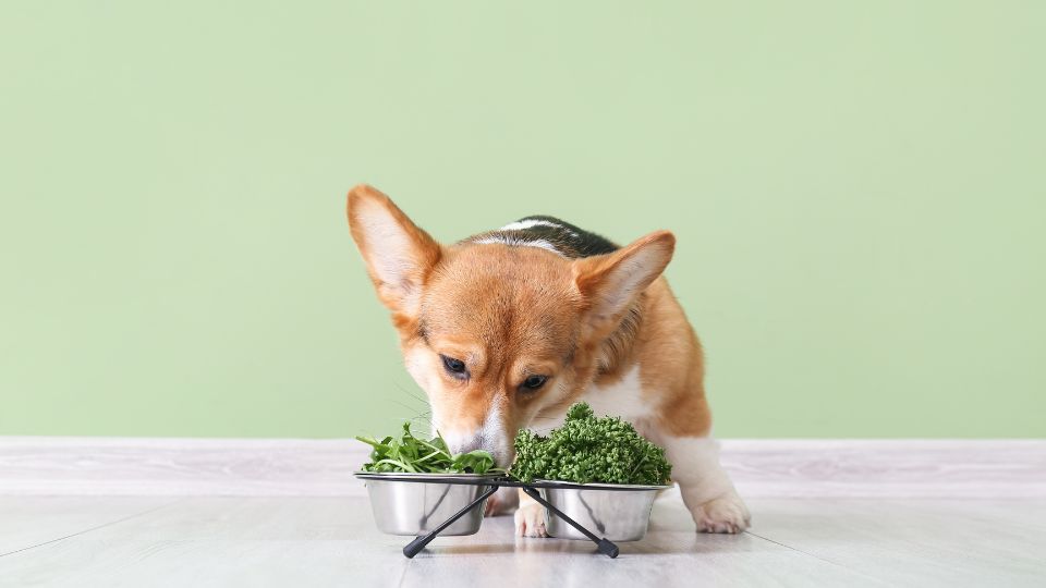 Growing demand for vegetarian pet food in India encourages new options