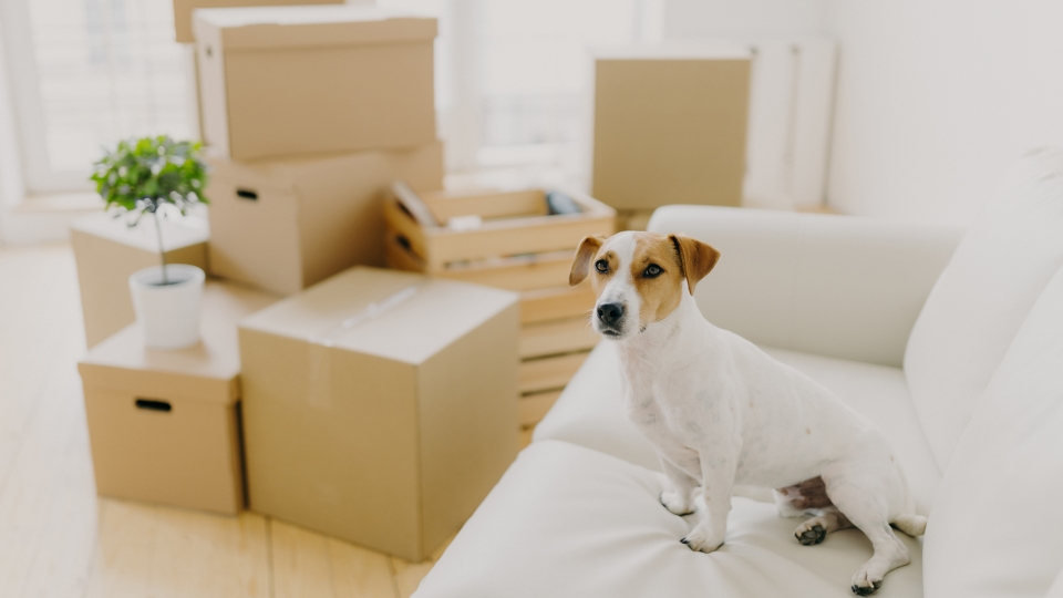 Australia: New South Wales to grant more rights to pet-owning tenants