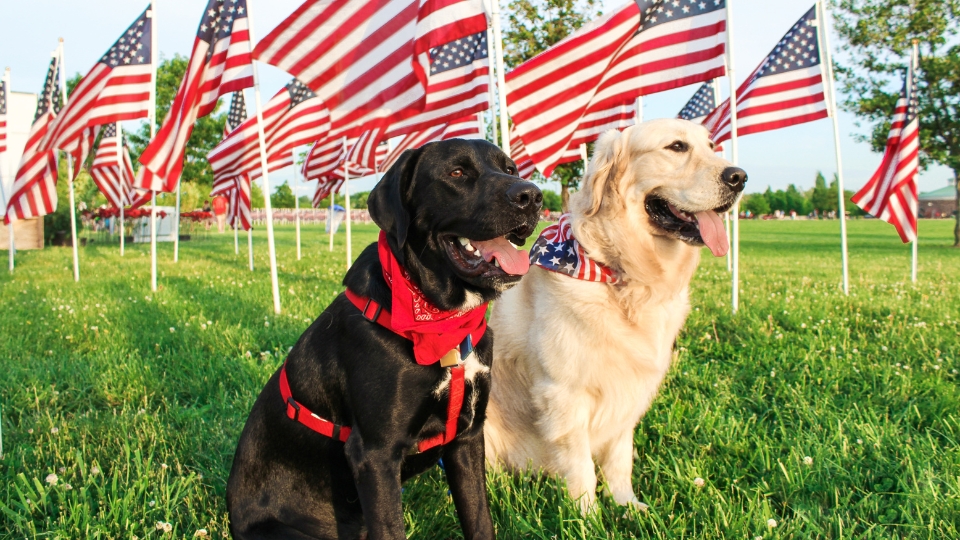 New proposals seek to expand tax benefits for vet care in the US