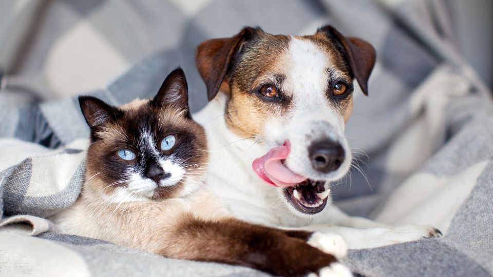 Global pet population at 1 billion, cats lead the way