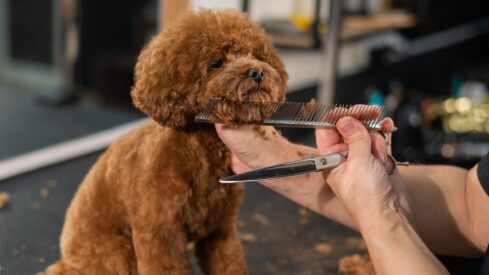 How can pet grooming continue to boom?