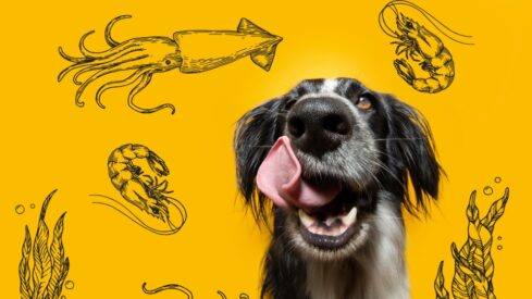 How do squid and shrimp rate as novel protein sources for dog food?