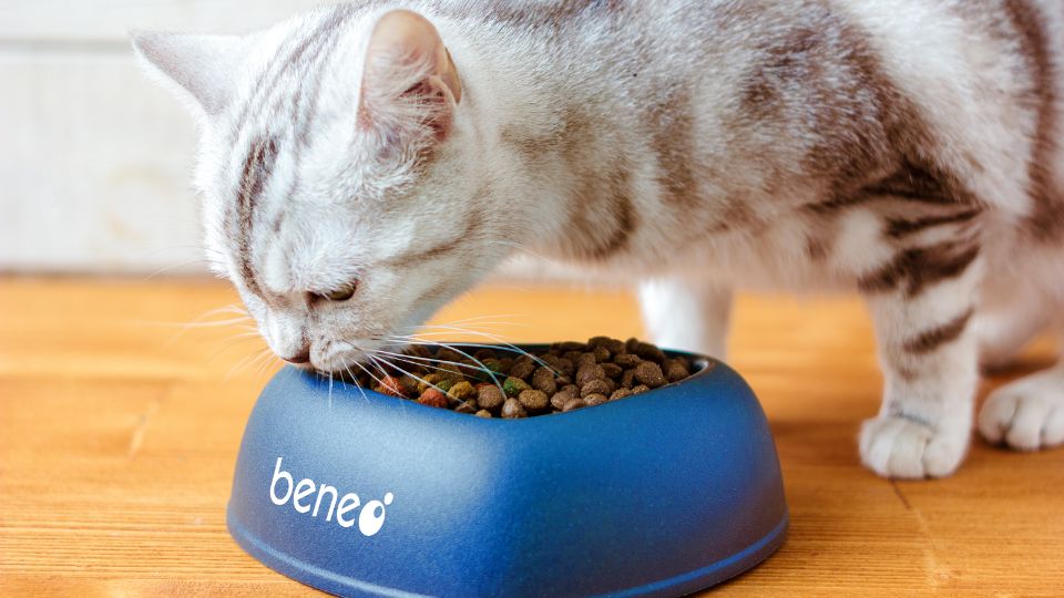 Is rice protein a suitable ingredient for cat food?