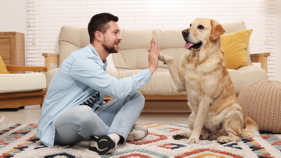 Revealed: US pet owners prioritize spending time with pets over social plans