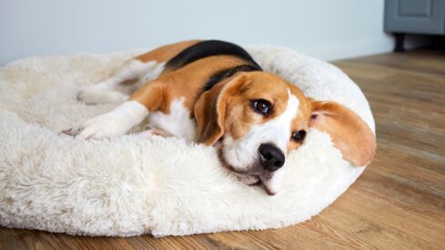 A retail perspective on orthopedic pet beds