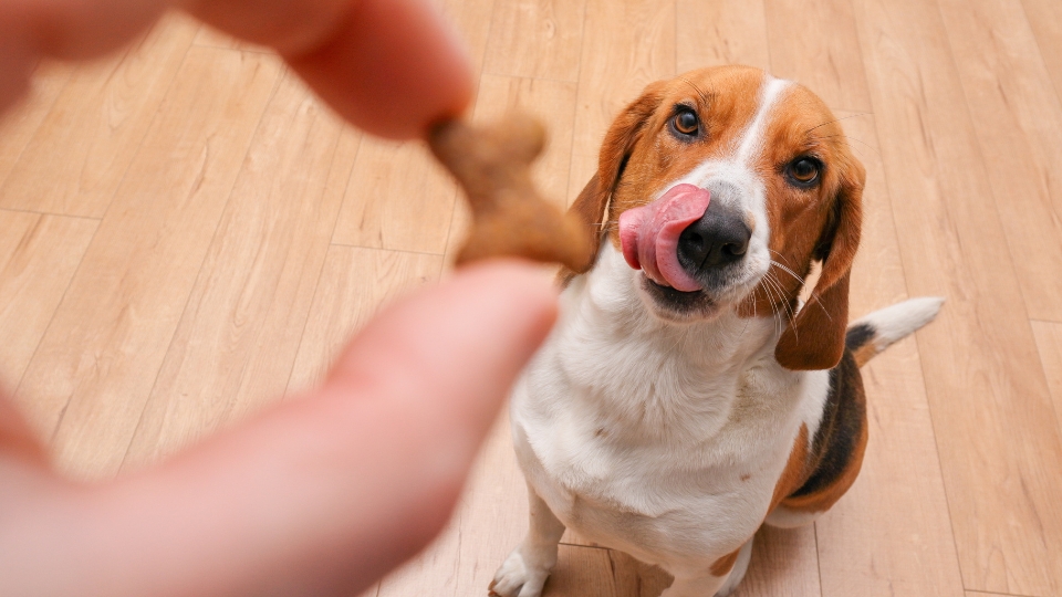 Snack attack: the impacts of calories in treats