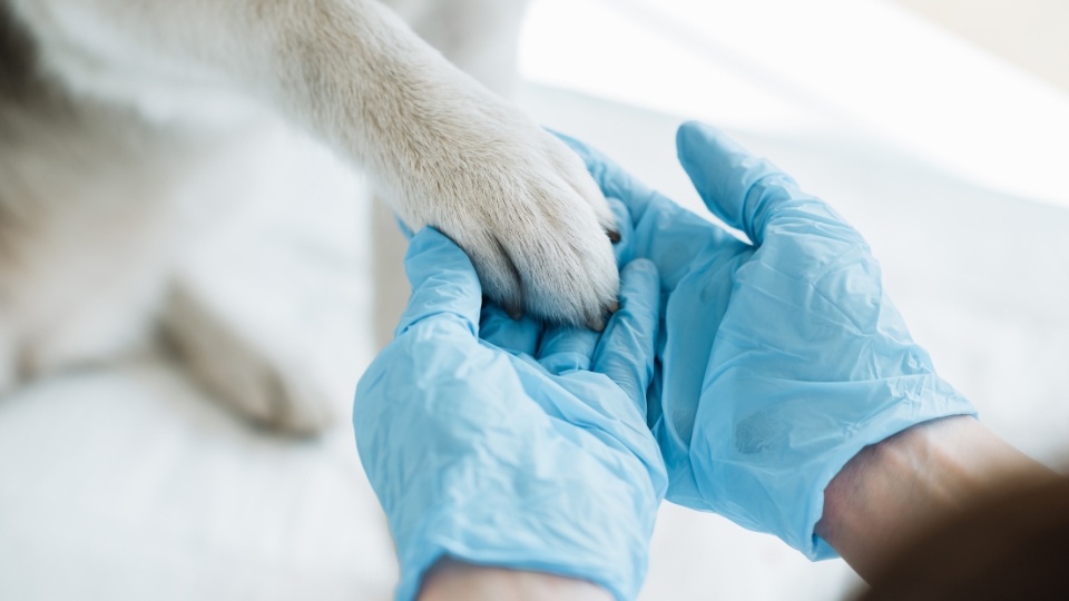 Colorado suggests the creation of new veterinary associate amid sector shortage