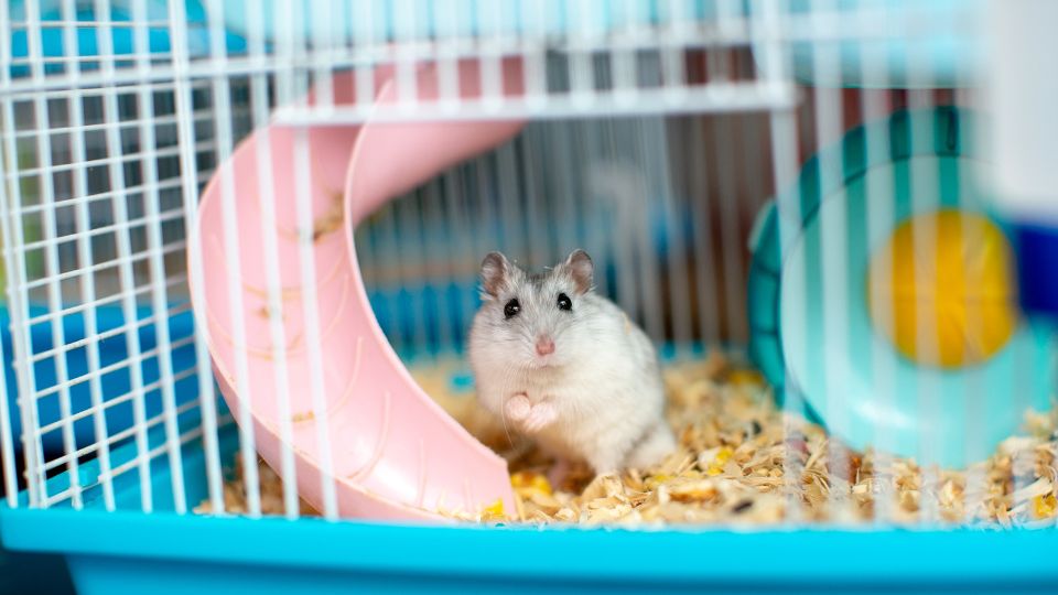 Indicators of change in the small pet market