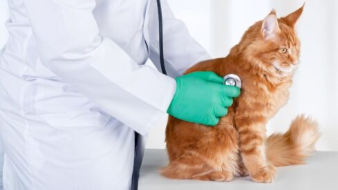 Colorado approves creation of veterinary associate role