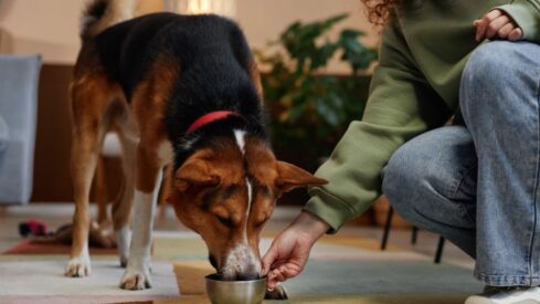 Could blood proteins boost a dog’s gut health?