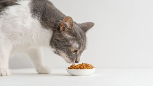 Nutritional needs of geriatric cats – time for a change?