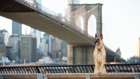 Is paid leave for pet care coming to New York City?