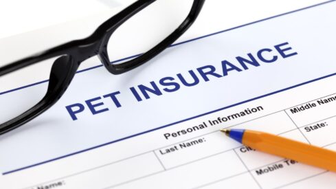 US: pet insurance soars as vet costs surge