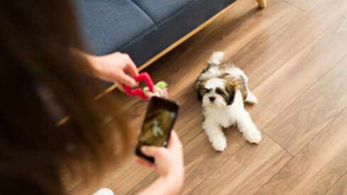 The powerful potential of artificial intelligence for pet healthcare