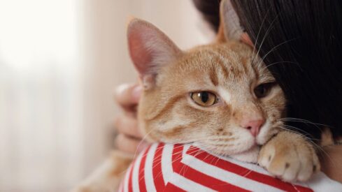 Why it’s time to pay attention to cats